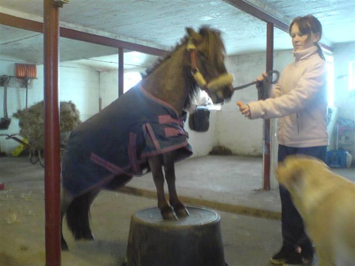 Miniature V.Burskovs Emma - "se, er jeg ikk dygtig" ;D billede 15