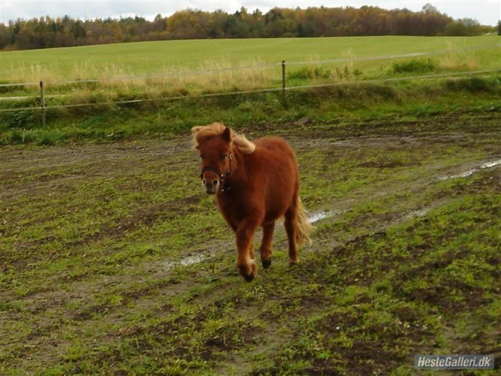 Shetlænder Prins Den Tykke - Her kommer jeg :D billede 16