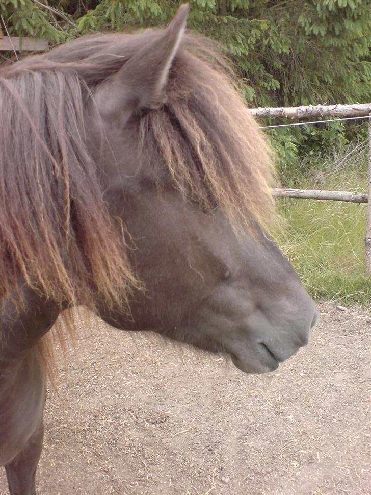 Islænder Faxi  billede 11