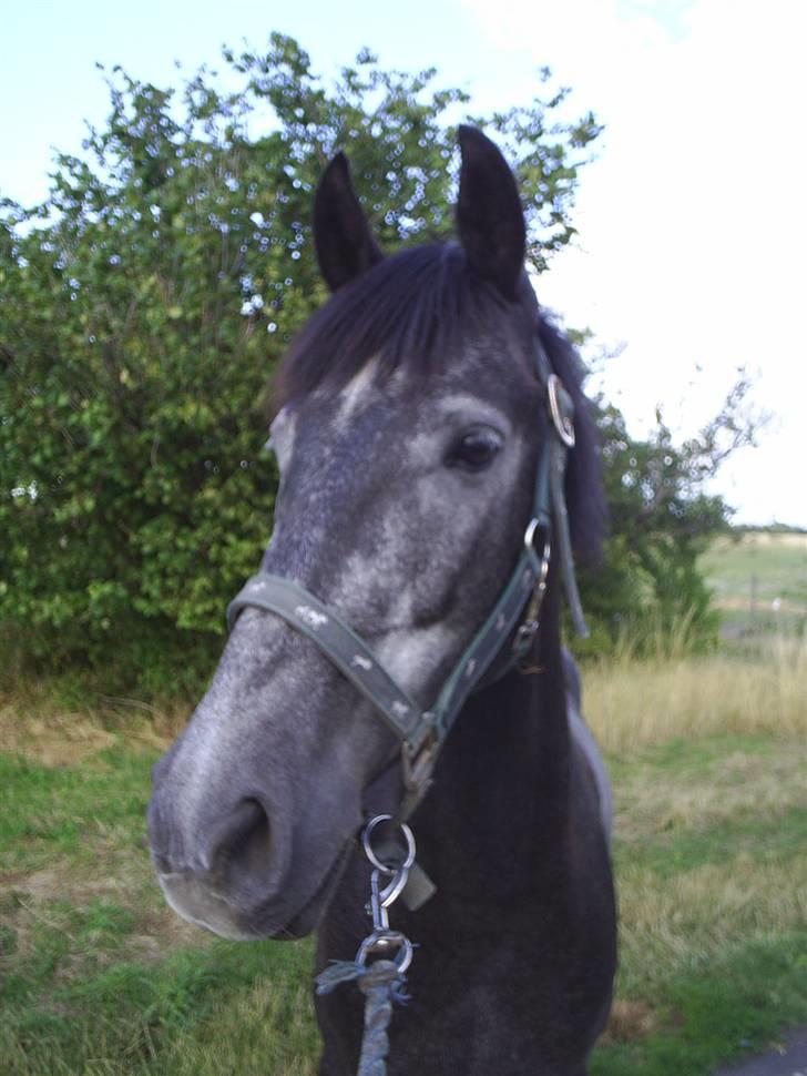 Anden særlig race Reddy Teddy - Nyt (= Fra 17 juli 2008 billede 8