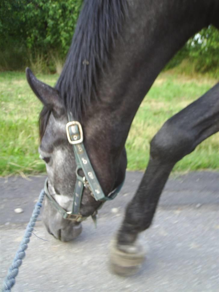 Anden særlig race Reddy Teddy - Nyt (= Fra 17 juli 2008 billede 9