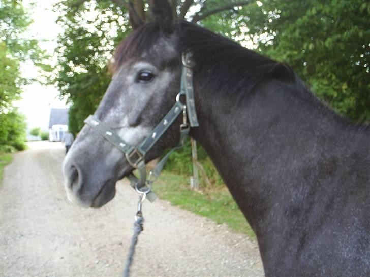 Anden særlig race Reddy Teddy - Nyt (= Fra 17 juli 2008 billede 10