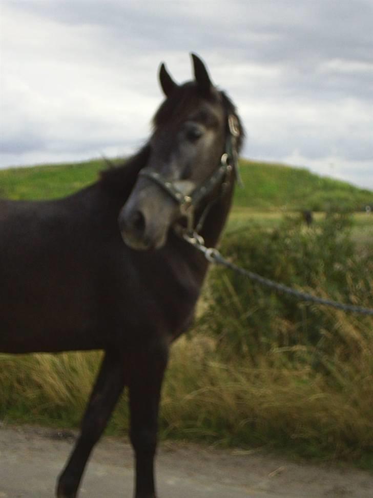 Anden særlig race Reddy Teddy - Nyt (= Fra 17 juli 2008 billede 11