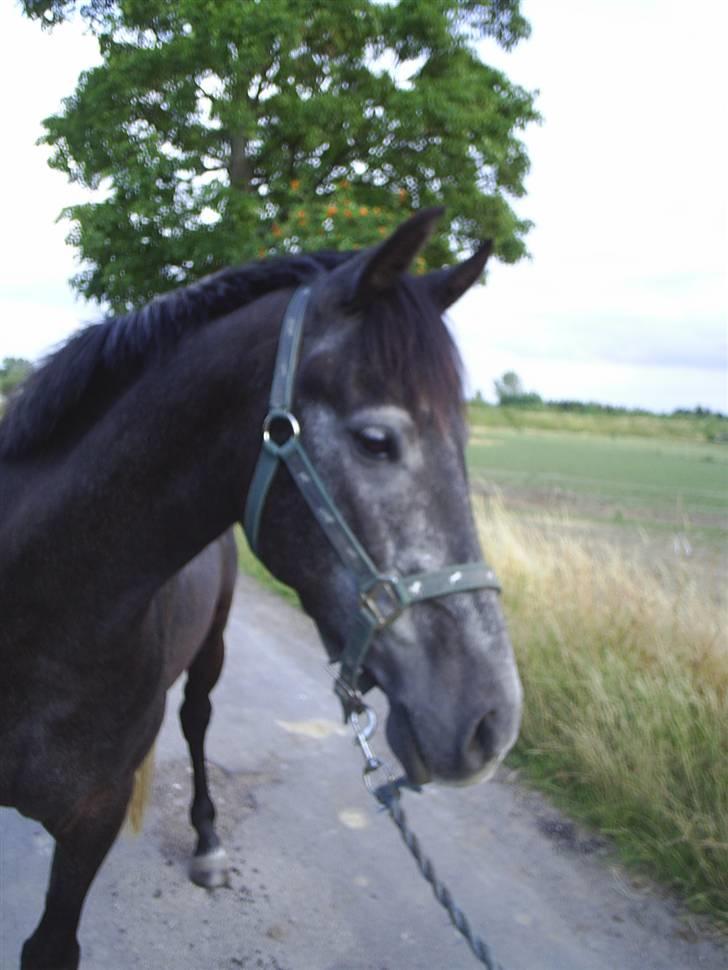 Anden særlig race Reddy Teddy - Nyt (= Fra 17 juli 2008 billede 12