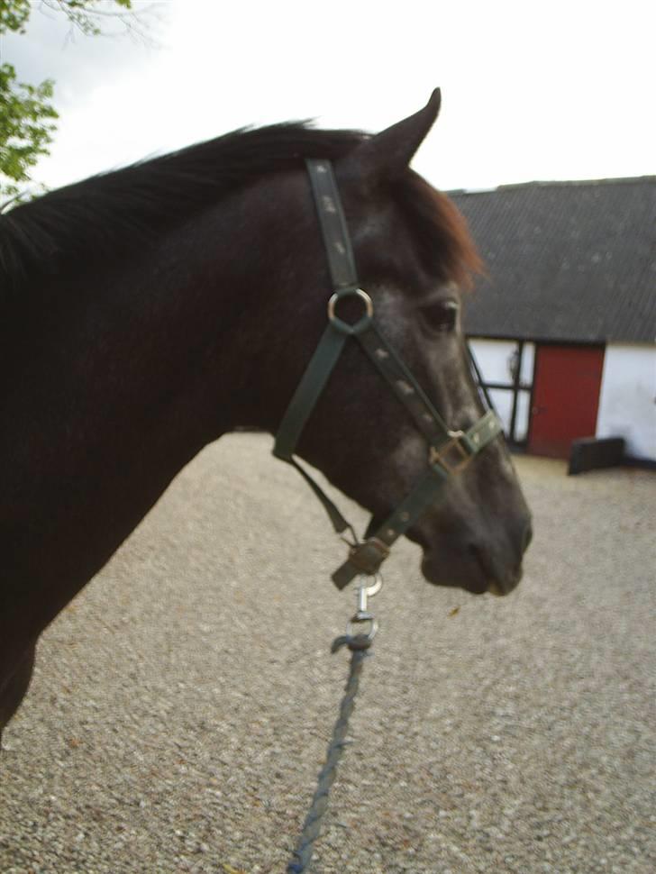 Anden særlig race Reddy Teddy - Nyt (= Fra 17 juli 2008 billede 13