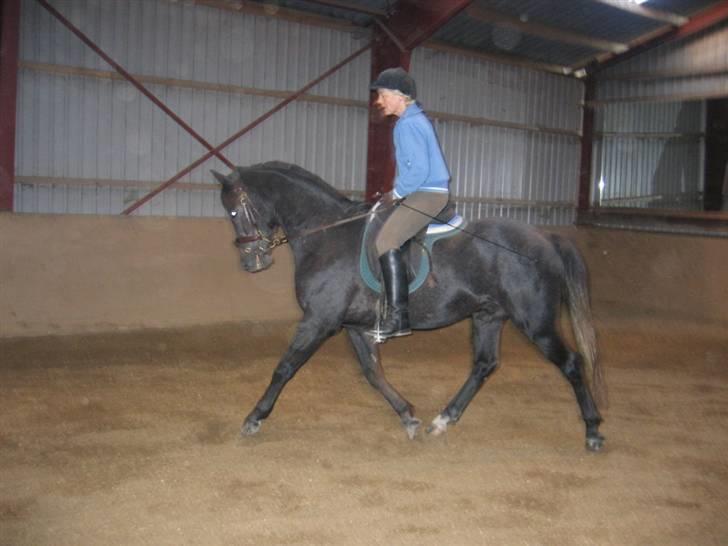 Anden særlig race Reddy Teddy billede 14