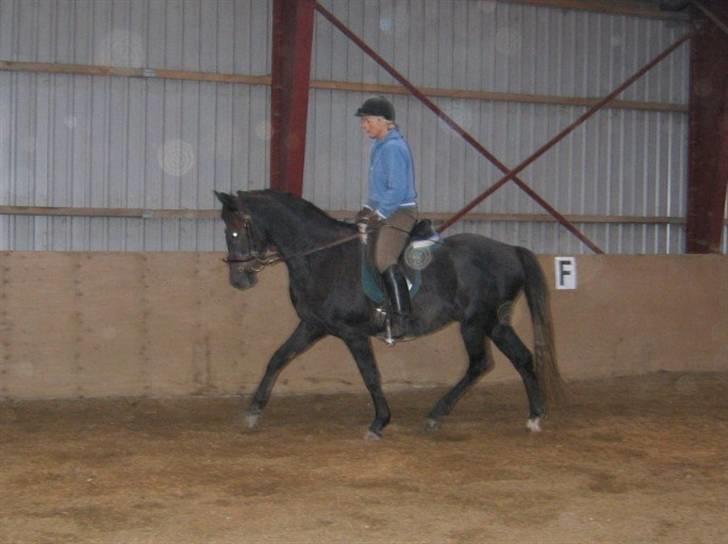 Anden særlig race Reddy Teddy billede 15