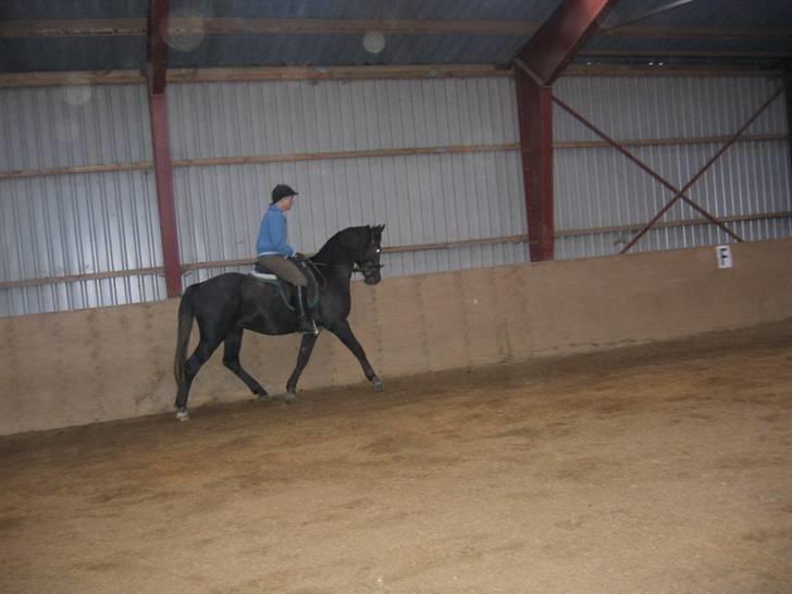 Anden særlig race Reddy Teddy billede 16