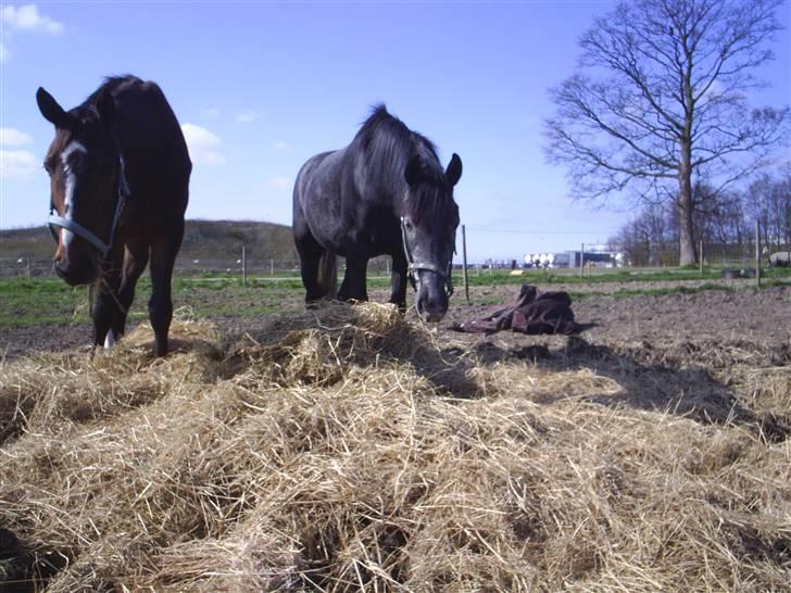 Anden særlig race Reddy Teddy billede 17