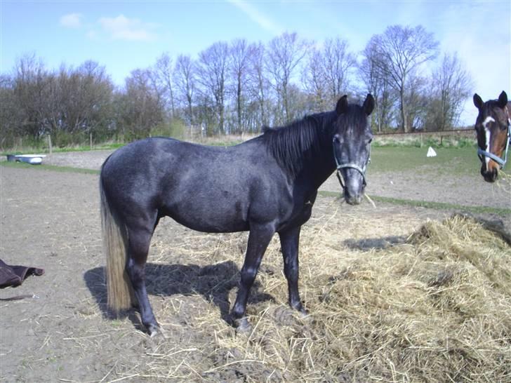 Anden særlig race Reddy Teddy billede 18