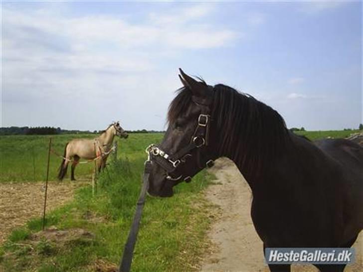Anden særlig race Reddy Teddy - lige da vi fik ham (= Han er meget mørk på disse to billeder, i forhold til hvad han er nu.. (= billede 19