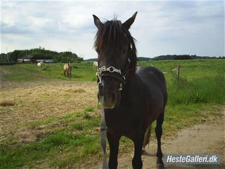 Anden særlig race Reddy Teddy - Lige da vi fik ham. billede 20