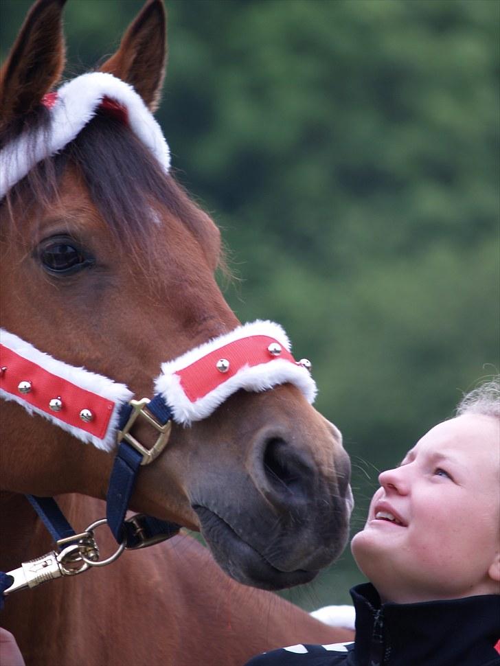 Arabisk fuldblod (OX) Gismo  R.I.P billede 2