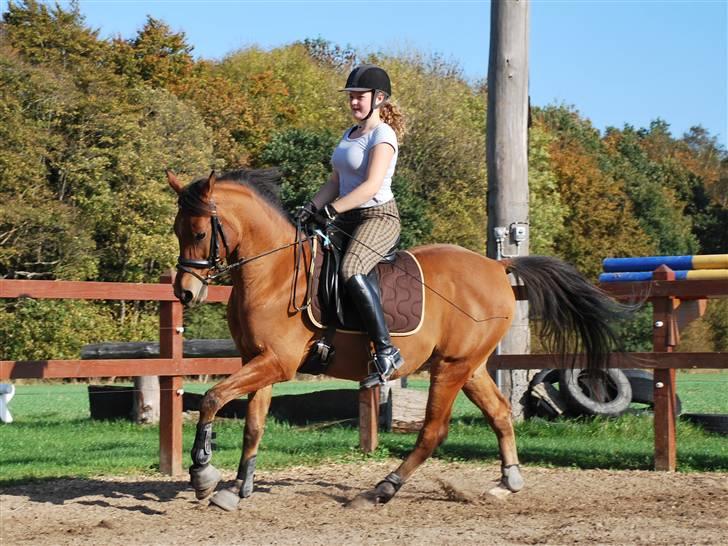 Arabisk fuldblod (OX) Gismo  R.I.P - vi rider da helt godt:) det ser ikke helt værst ud:) billede 3