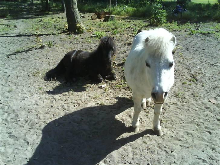 Shetlænder Riffer.R.I.P - Gucci og Riffer på fold. D. 8/6-2008 Foto : Mig billede 17