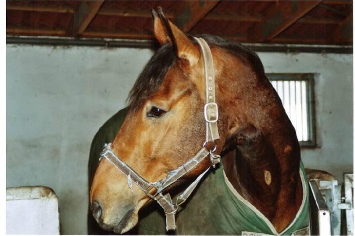 Irsk Hunter Gizmo billede 1