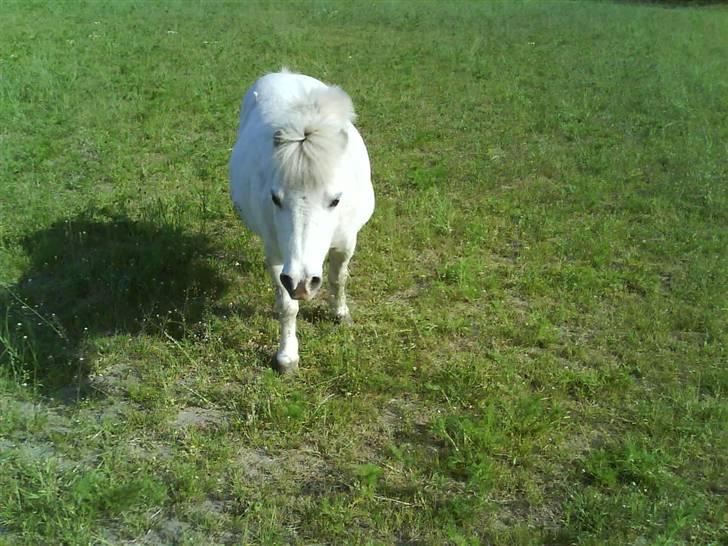 Shetlænder Riffer.R.I.P - Riffer på græs d. 8/6-2008. Foto : Mig billede 18