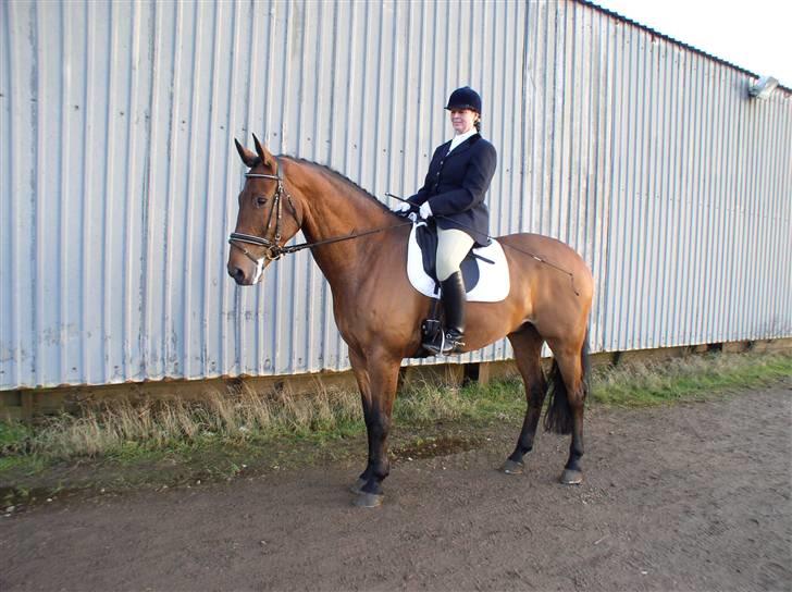 Irsk Hunter Gizmo billede 2