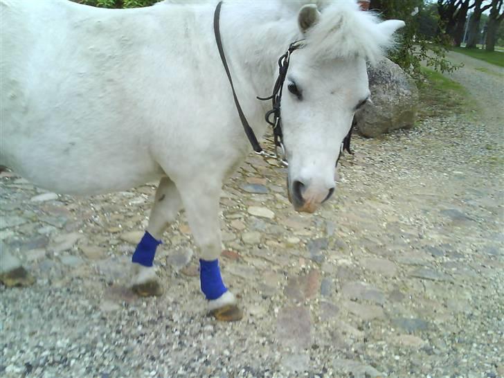 Shetlænder Riffer.R.I.P - Riffer inden vi skal ud og gå en tur. D.15/7-2008. Foto : Mig : )   billede 19