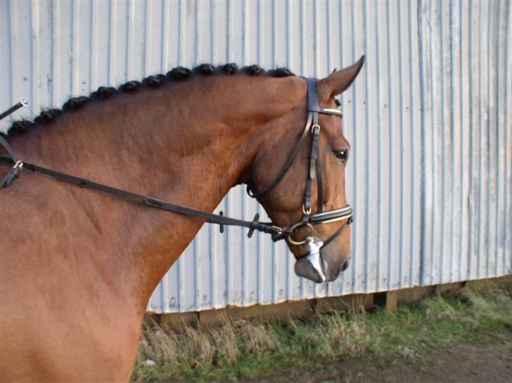 Irsk Hunter Gizmo billede 3