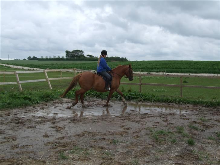 Frederiksborg Engkildegårds Fjela SOLGT billede 8