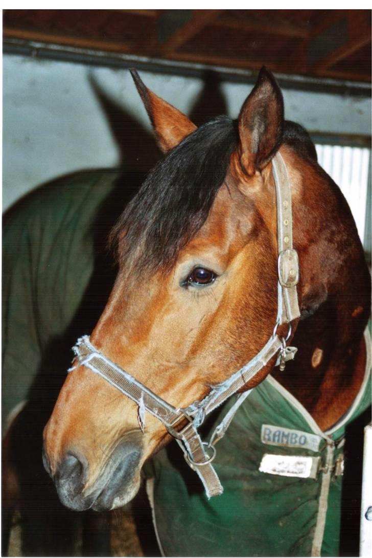 Irsk Hunter Gizmo billede 4