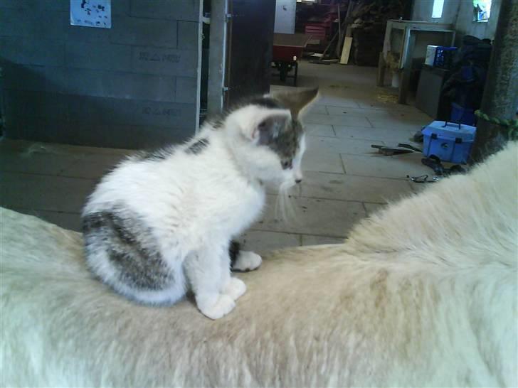 Shetlænder Riffer.R.I.P - Min lille killing elsker at sidde på Riffer : D det er bare sødt.  d.16/7-2008 foto: mig billede 20