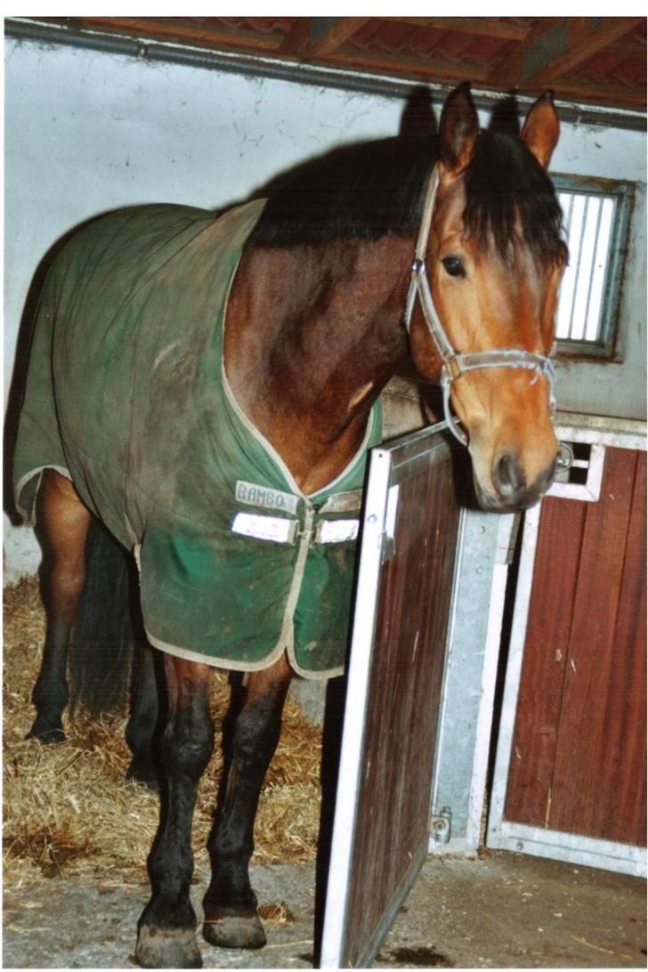 Irsk Hunter Gizmo billede 5