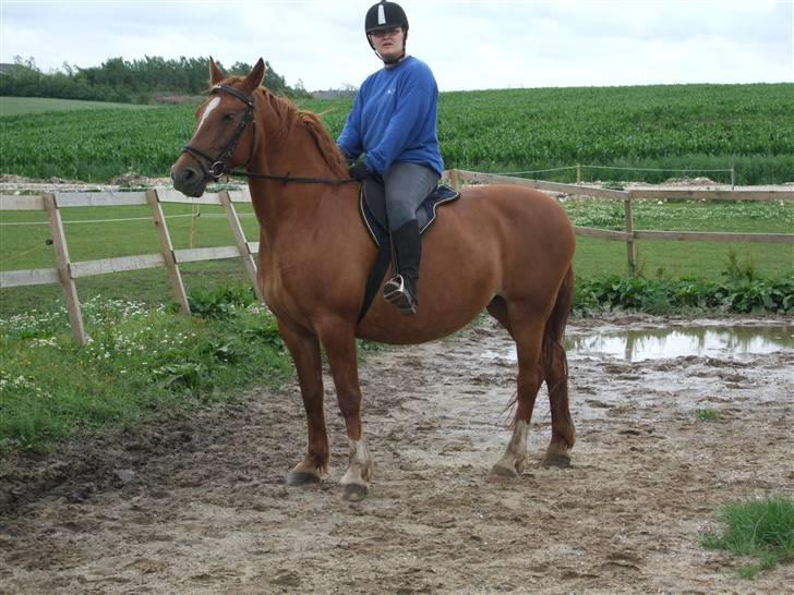 Frederiksborg Engkildegårds Fjela SOLGT billede 9