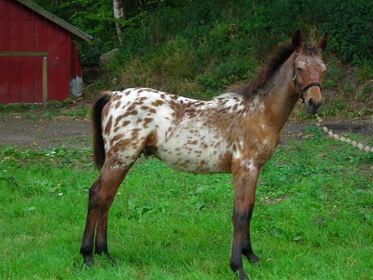 Knabstrupper charming flying alcasino - her er jeg så , er jeg ik fin billede 1