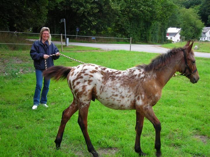 Knabstrupper charming flying alcasino - ja nu går jeg lige lidt. billede 2