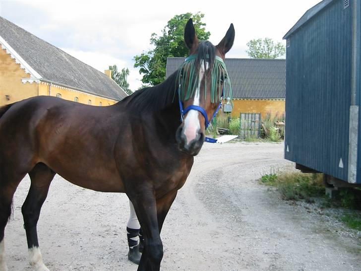 Polsk Varmblod Mir *R.I.P* billede 2