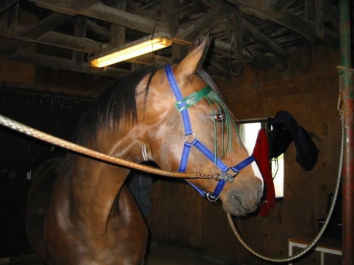 Polsk Varmblod Mir *R.I.P* billede 3