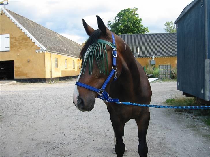 Polsk Varmblod Mir *R.I.P* billede 5