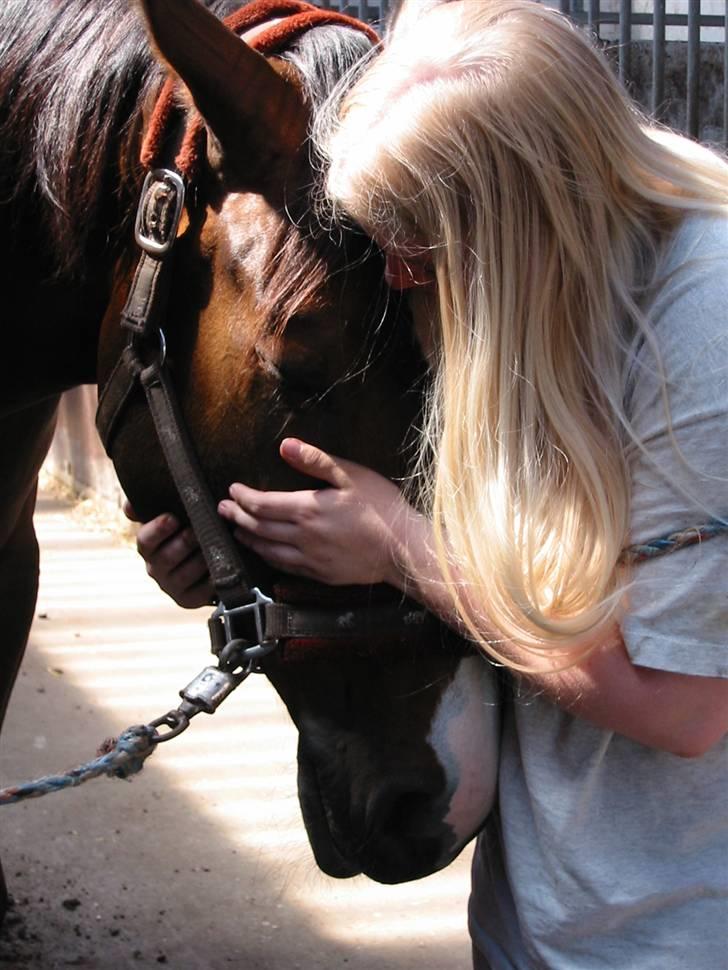 Polsk Varmblod Mir *R.I.P* billede 8