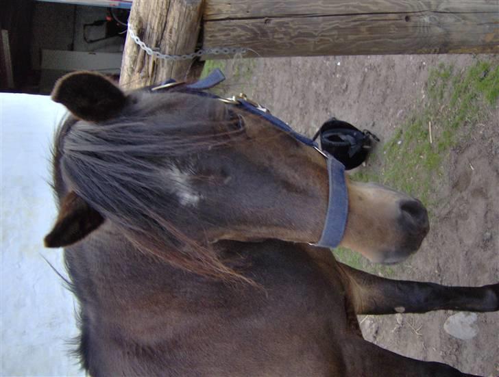 Anden særlig race Buller billede 4