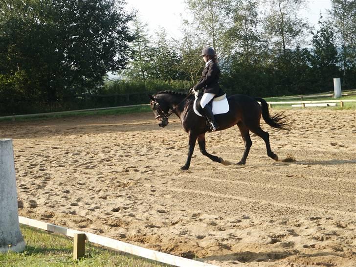 Anden særlig race Theo *SOLGT* - til min aller første stævne på ham (: billede 13