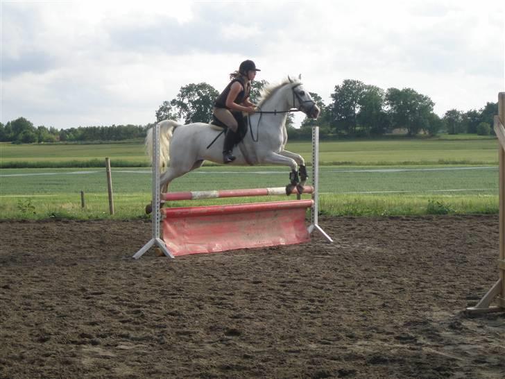 Sportsaraber (A) Habidi billede 3