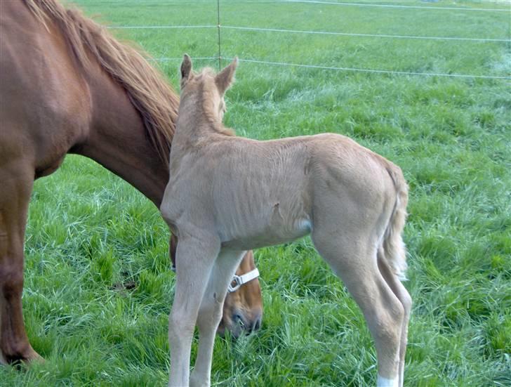 Anden særlig race Mainert Botoft billede 8