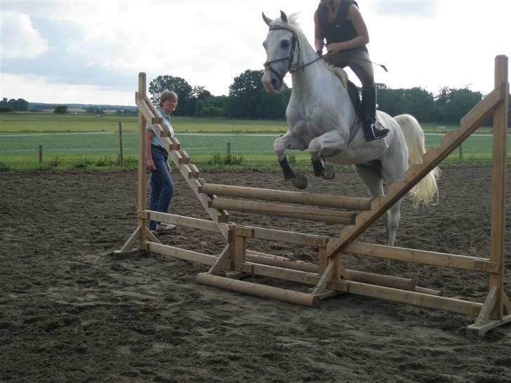 Sportsaraber (A) Habidi billede 4