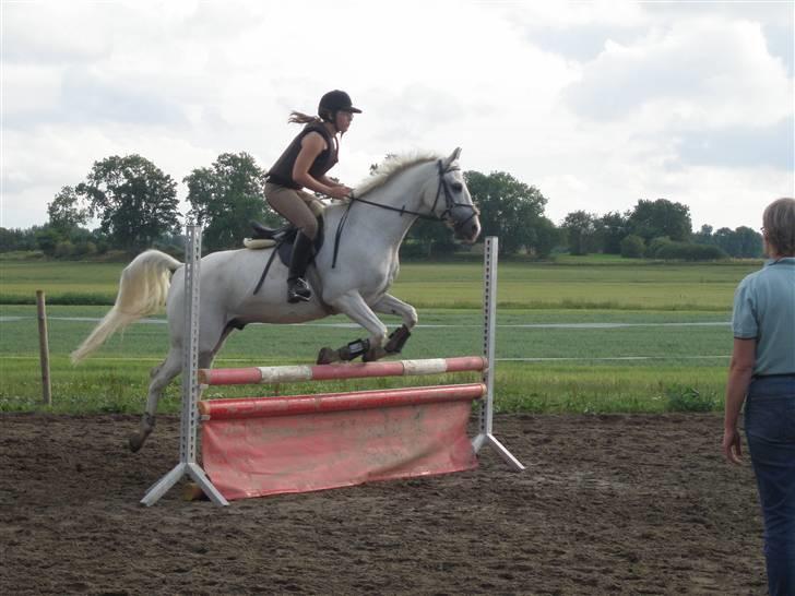 Sportsaraber (A) Habidi billede 5