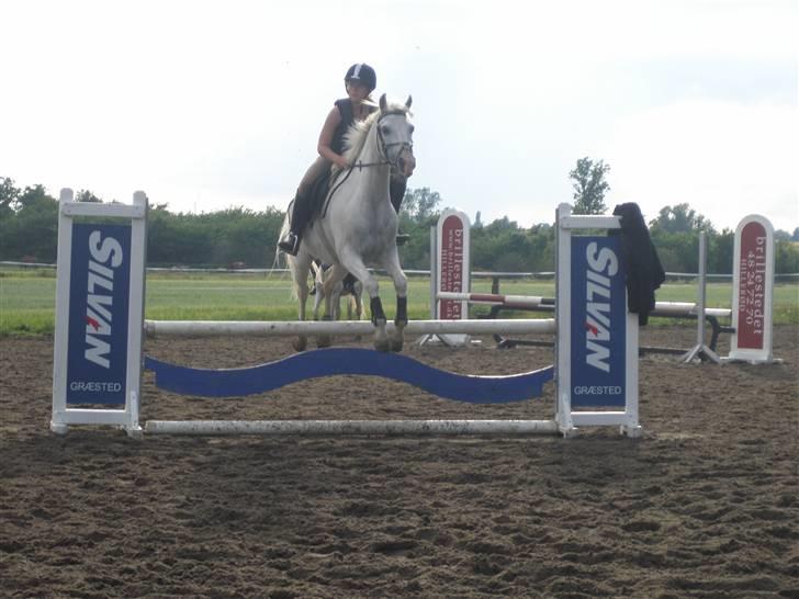 Sportsaraber (A) Habidi billede 6