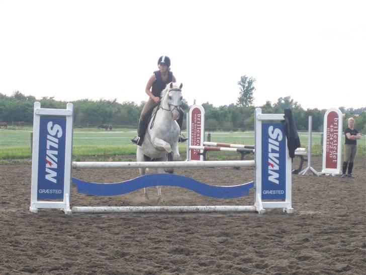 Sportsaraber (A) Habidi billede 7