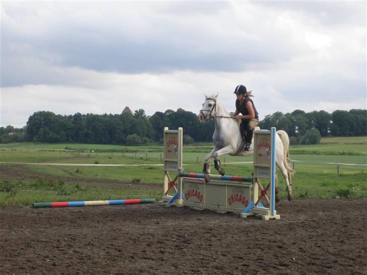 Sportsaraber (A) Habidi billede 8