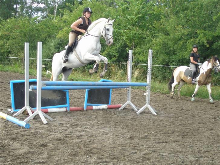 Sportsaraber (A) Habidi billede 9