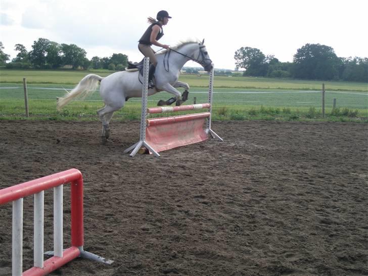 Sportsaraber (A) Habidi billede 10