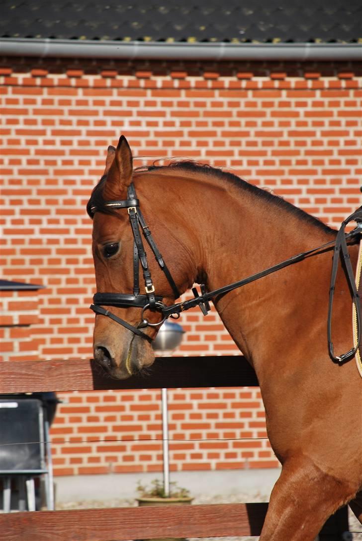 Arabisk fuldblod (OX) Gismo  R.I.P - Dejlig solskinsdag billede 4