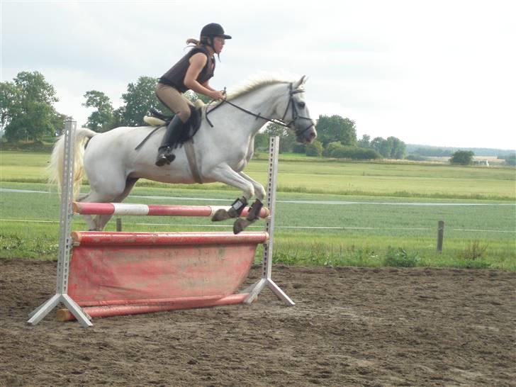 Sportsaraber (A) Habidi billede 12