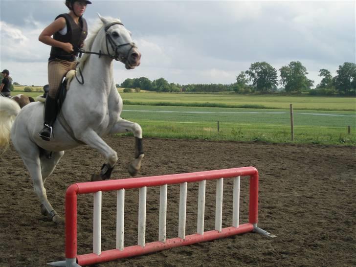 Sportsaraber (A) Habidi billede 14