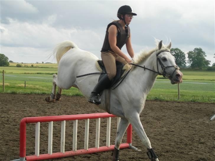 Sportsaraber (A) Habidi billede 15